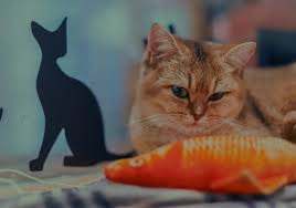 Unfortunately, cat spraying is disliked by many owners and will all to often, lead to their abandonment. Nose No Nos What Smells Do Cats Hate Cat Checkup