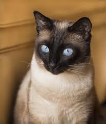 Find cats and kittens in utah. Siamese Cat Snowshoe Cat Snowshoe Siamese Siamese Cats