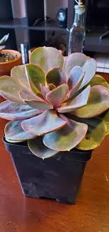 You will also learn the common and botanical names of succulents to make identification easier. Identification Help I M Unsure Exactly What These 3 Are I Have Provided 2 Pictures Of Each Succulents
