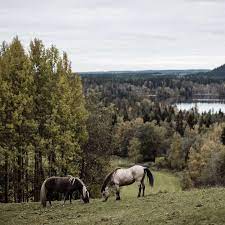 Explore the Swedish countryside and wildlife in Jämtland, Sweden