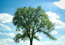 summer tree care tips caring for