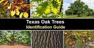 types of texas oak trees with pictures