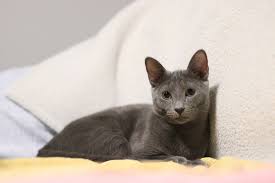 Les plus belles races de chats gris