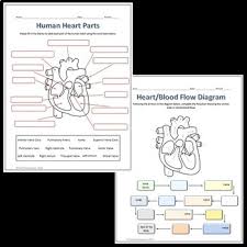 Human Heart Parts And Blood Flow Labeling Worksheets For Google Slides