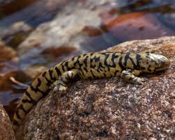 Blotched Tiger Salamander State Amphibian State Symbols Usa