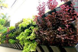 Vertical Garden Green Wall Delhi