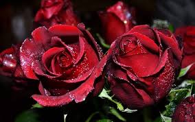 love flower red rose hd wallpaper