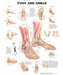 Foot And Ankle Anatomical Chart