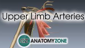 Upper Limb Arteries Arm And Forearm 3d Anatomy Tutorial