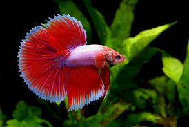 If kept in the same fish tank male betta fish live longer than female thus, if you want a longer lasting relationship with your fish. Betta Fish Everything You Need To Know About The Species