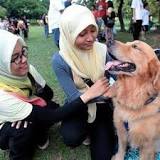 Can Muslims pet dogs?