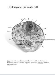 All these work together to perform specific functions that are needed for the proper functioning of the cell. Eukaryotic Animal Cell Peroxisome Um Label Each Of Chegg Com