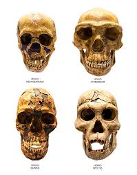 3,868 Neanderthal Stock Photos, Pictures & Royalty-Free Images - iStock