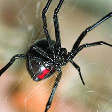 Cytotoxic venom has a localised effect on the bite area. Black Widow Spider Catseye Pest Control