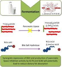 bile salt hydrolase and lipase