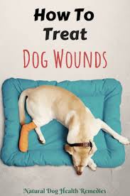 how to treat dog wounds stop bleeding