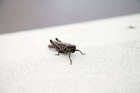 Get Rid Of Crickets In Your Basement