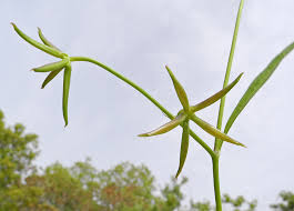 Rhagadiolus edulis Gaertn. | Flora of Israel Online