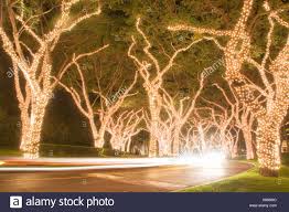 Christmas Lights On Trees At Night Wailea Maui Hawaii