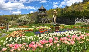 mohonk tulip festival outdoor events