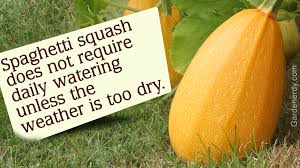 Dont Miss The Exciting Experience Of Growing Spaghetti Squash