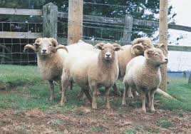 Portland Breed, Sheep, Yarn, Fleece, Wool, Wool Initiative