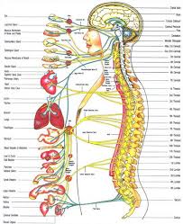 Cranial Nerve Testing Chart Nerve Innervation Chart