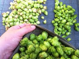 American Ipas Part 3 Five Hops That Shaped Your Ipa