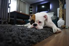 why do dogs dig at carpets dog