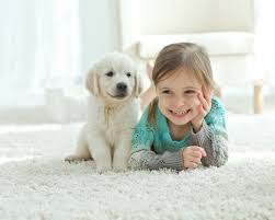 pet odor removal carpet cleaning