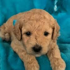 There are 83 mini labradoodle for sale on etsy, and they cost $20.73 on. Sonny Labradoodle Puppy 604329 Puppyspot