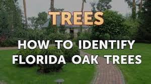 how to identify florida oak trees you