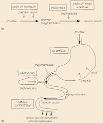 Nutrition Proteins 1 7 Protein Digestion And Absorption