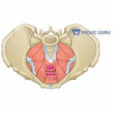 pelvic pain during menopause dr