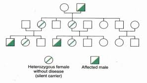 X Linked Inheritance Genetics Generation