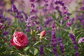 See more ideas about flowers, lavender flowers, purple. Rose Companion Plants Learn About Companion Planting For Roses