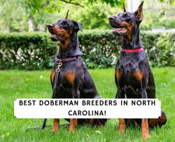 Doberman, assistance, rescue & education, inc. 7 Best Doberman Breeders In North Carolina 2021 We Love Doodles