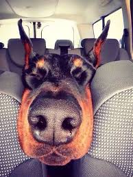 13 Adorable Nosy Dogs That You Ll Want