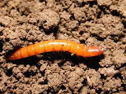 battle wireworm and root maggot with