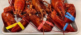 maine lobsters top ten facts you