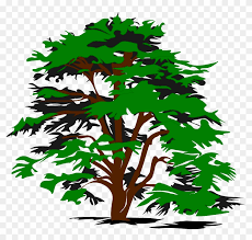 Cedar tree are property and copyright of their owners. Cedar Tree Clip Art Free Transparent Png Clipart Images Download
