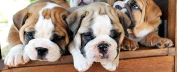 Even though i had a french bulldog before, there is a lot that you forget about puppies. Freehold Nj Area Animal Hospital Pet Breeding Services True Care Veterinary Hospital Howell Nj