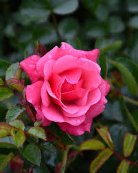 rose flower carpet pink supreme