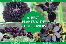 10 plants with black flowers names