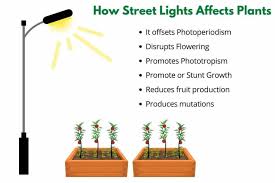 do street lights affect plants the