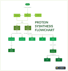 Protein Synthesis Flowchart Protein Synthesis Flow Chart
