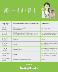 puppy vaccination schedule shots your
