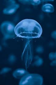 500+ Jellyfish Pictures [HD]
