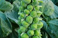 What can you not plant next to brussel sprouts?