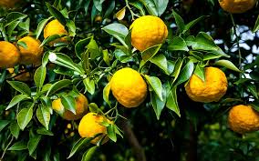 Borrowed from french citron (lemon, lime). Yuzo Citron Trees For Sale Online The Tree Center